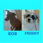 FREDDY_BOB - @freddy.e.bob - Instagram