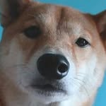 freddy bob ricko - @freddy_dog__ - Instagram