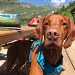 Freddie Bowman - @freddiebowman_thevizsla - Instagram