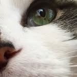 Freddy Bowman - @fluffyfredthecat - Instagram