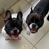 Fred e Bruce - @fredebruce - TikTok