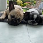 Freddie & Bruce - @freddie_n_bruce - Instagram