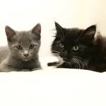 Freddie & Bruce - @bruceandfreddie - Instagram