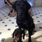 Freddy & Bruce - @adventuresoffreddyandbruce - Instagram