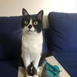 Freddy “the Cat” Buchanan 😈 - @freddycatforever - Instagram
