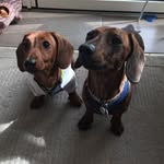 Freddie and Bertie Burnham - @freddie_and_bertie - Instagram