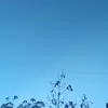 Freddy calles - @el.vampiro.1280 - TikTok