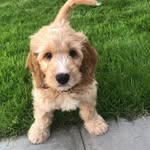 Freddie Cameron 🐾🧡 - @freddiebear_x - Instagram