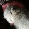 Freddycarroll - @freddytheawesomedog - TikTok
