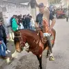 freddychamorro64 - @freddychamorro64 - TikTok