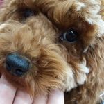 Freddy Choi - @freddy.choipuifung - Instagram