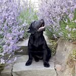 Freddy Connor Horské Vršky - @asistent_conny - Instagram