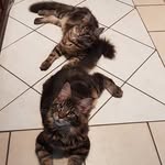 @freddy_coon_thor - Instagram