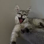 @freddy_coonie - Instagram