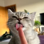 Cooper - @freddycooper_thecat - Instagram