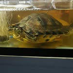 Freddy Cooper - @freddycoopertheturtle - Instagram
