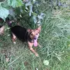 Freddy😈 - @freddy.chihuahua.cross - TikTok