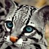 freddydyer376 - @freddydyer376 - TikTok
