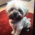 Teddy Freddy Edwards - @ted_the_dog11 - Instagram