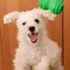 freddyerazo5 - @freddyerazo5 - TikTok