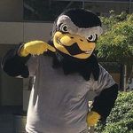 Freddy the Falcon - @freddy_thefalcon - Instagram