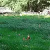 Freddy The Farmer - @freddy.the.farmer - TikTok