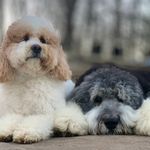 Franny & Freddy Flowers - @frannyandfreddy - Instagram