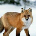 freddyfox - @foxsha - Instagram