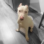 Fred Garrison - @freddyg_thedogo - Instagram