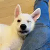 Freddy - @freddygermanshepherd - TikTok
