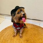 Freddy Gomes - @pet.freddy - Instagram