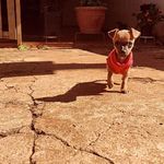 Freddy Gomes - @pet_freddy.02 - Instagram