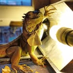 Freddy Green - @very_green_and_adorable - Instagram
