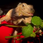 Freddy Iguana Verde - @freddygreeniguana - Instagram