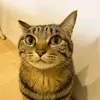 Frediberas Fazdulskis - @freddy_greentext_stories - TikTok