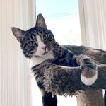 Freddy Harrison - @freddythedogcat - Instagram