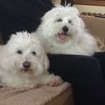 Freddy & Henry - @freddyandhenry - Instagram