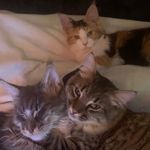 Freddy, Henry und Kayda - @freddy_henry_kayda_mainecoon - Instagram