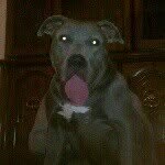 Fred Hicks - @misunderstoodbullyz - Instagram