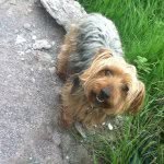 Freddy Holmes ∞ - @freddytheyorkie - Instagram