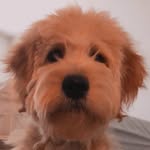 Freddy Hood - @fred_hood_dog - Instagram