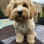 Freddie Howard - @cavapoofreddietickles - Instagram