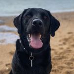 Freddy James - @freddy_james_lab - Instagram