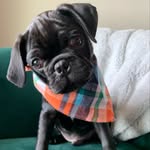 Freddy Kelley - @a.pug.named.freddy - Instagram