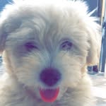 # Keyt 🐶❤️ - @_freddy_keyt_ - Instagram