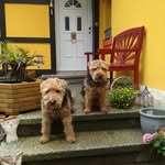 Angelika Vollrodt - @freddylinawelshie - Instagram