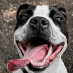 Mr. Fred Lloyd - @bikepath_fred - Instagram