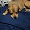Freddy Love - @lovablepitbullmamma - TikTok