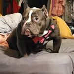 Freddy Morgan - @twizted_fucker - Instagram