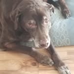 Freddy Sampson - @freddy_the_dog13 - Instagram